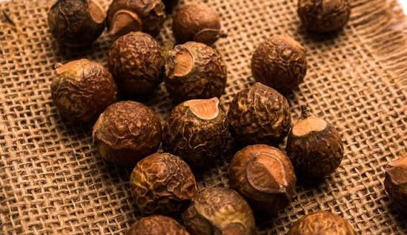 Dried Soapnuts Reetha Nuts on Jute Background - Raw Organic Herb | শুকনো রিঠা ফল