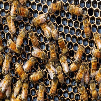 Acure Mixed Flower Honey - বিশুদ্ধ মধু