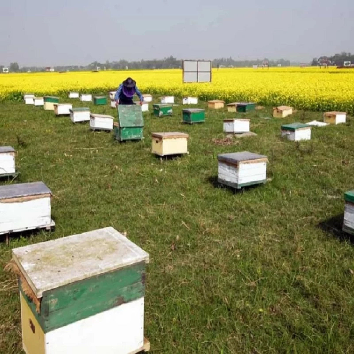 Acure Mixed Flower Honey - বিশুদ্ধ মধু