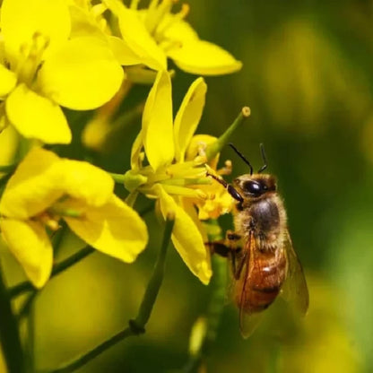 Acure Mixed Flower Honey - বিশুদ্ধ মধু