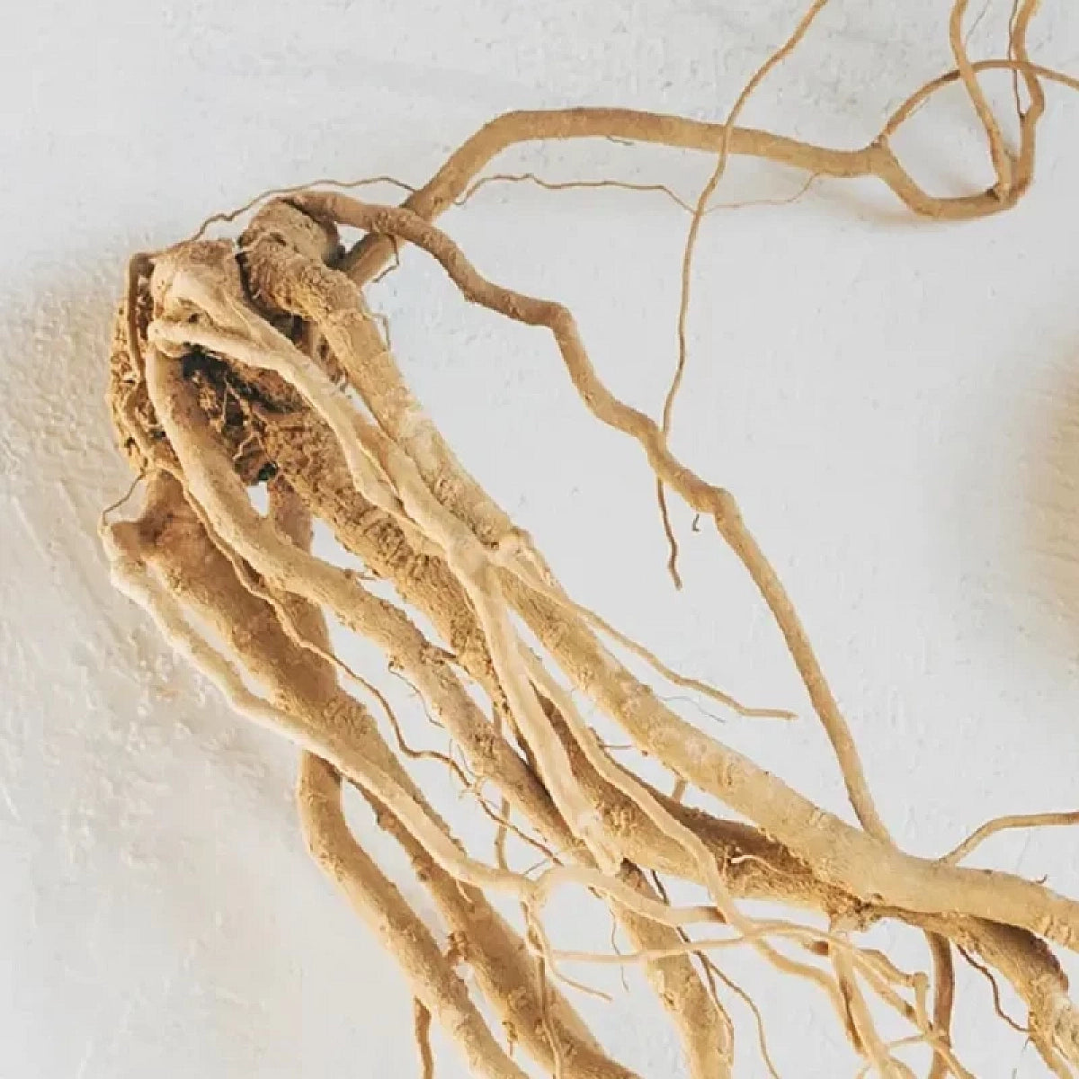 Ashwagandha Powder-অশ্বগন্ধা গুঁড়া