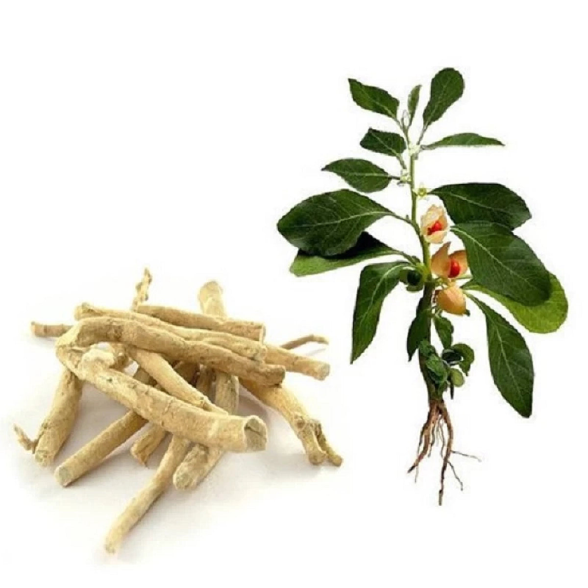 Ashwagandha Powder-অশ্বগন্ধা গুঁড়া