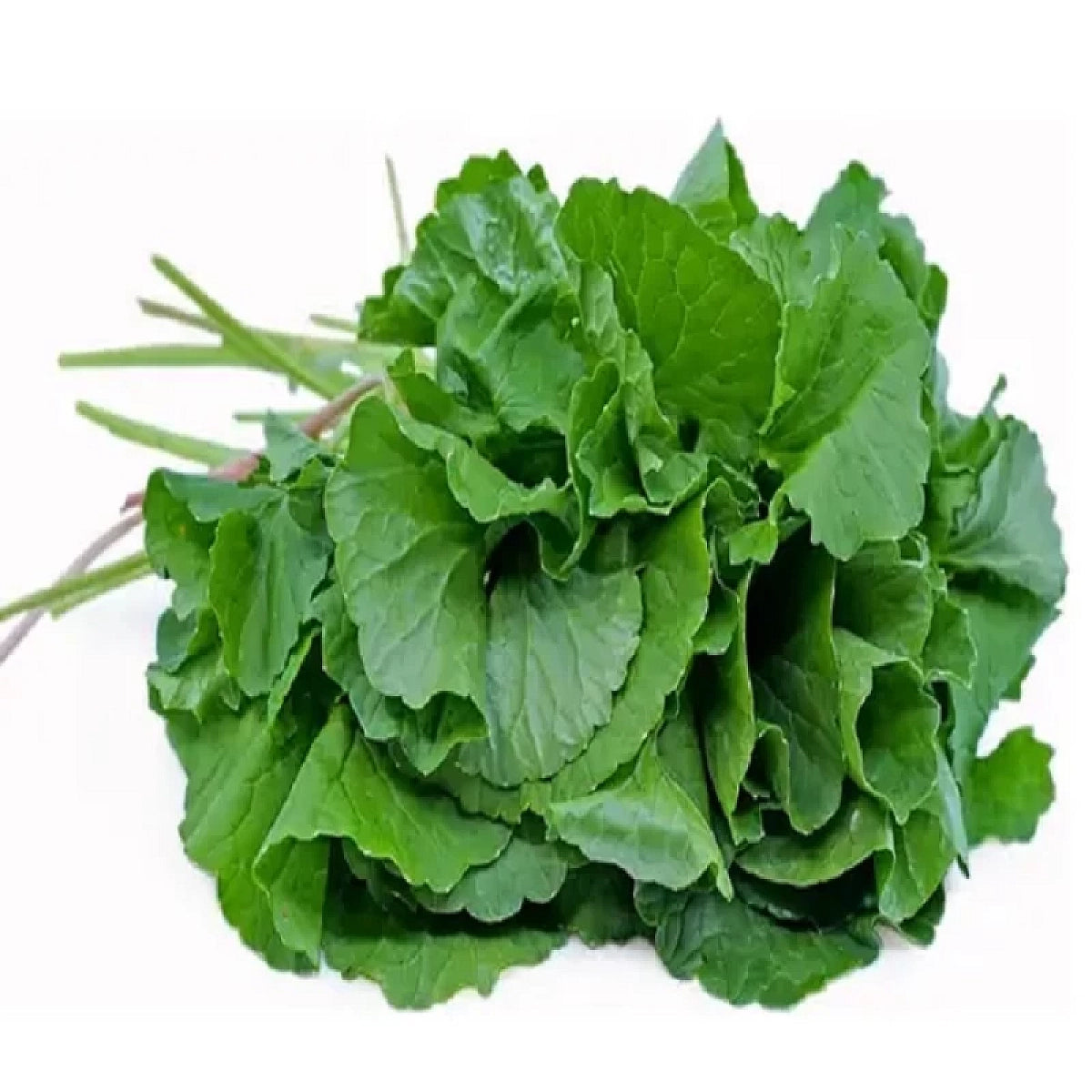 Fresh Thankuni Leaves Bunch - Raw Gotu Kola Herb Before Processing | তাজা থানকুনি পাতা