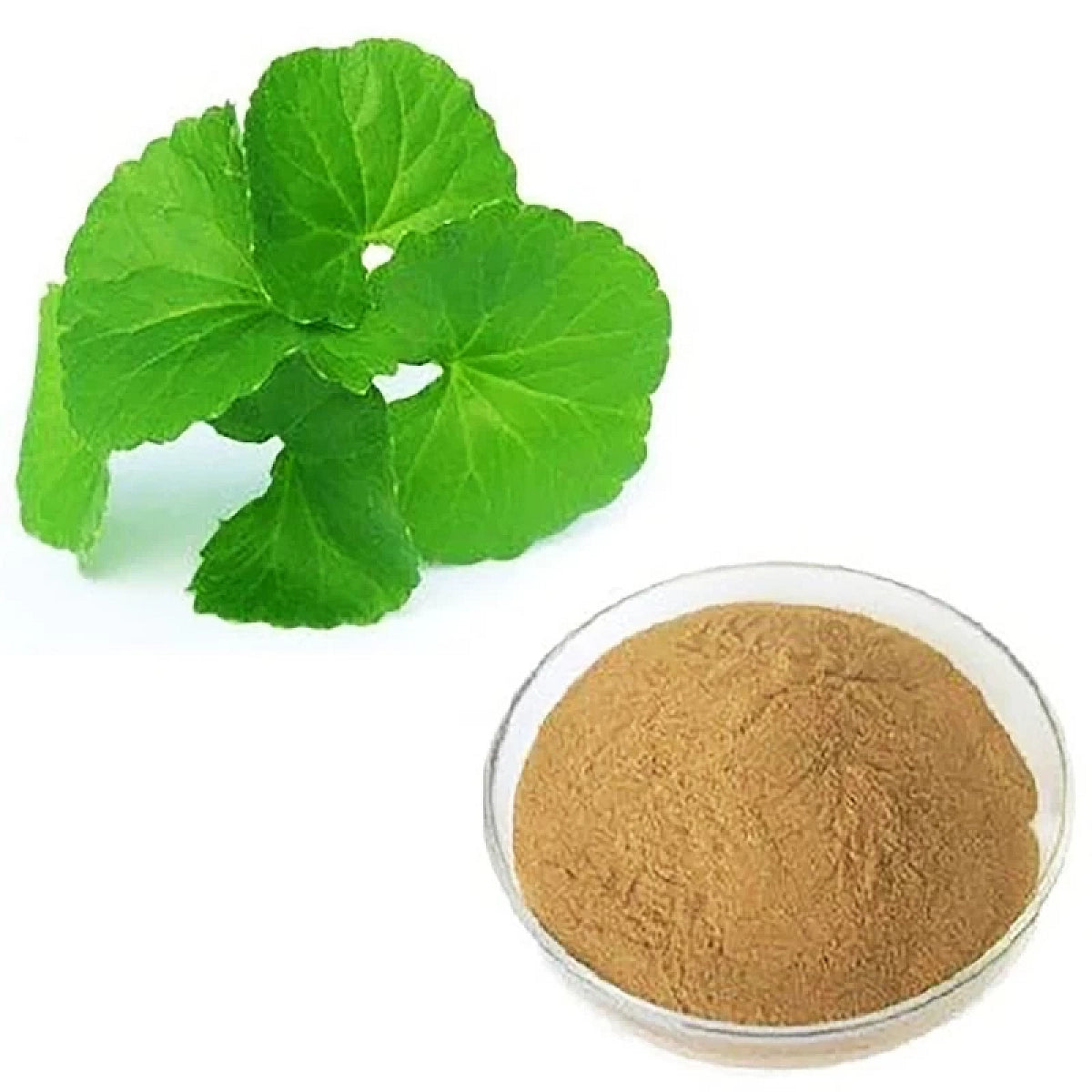 Fresh Thankuni Leaves and Ground Powder in Bowl - Gotu Kola Raw Ingredient | থানকুনি পাতা ও গুঁড়া