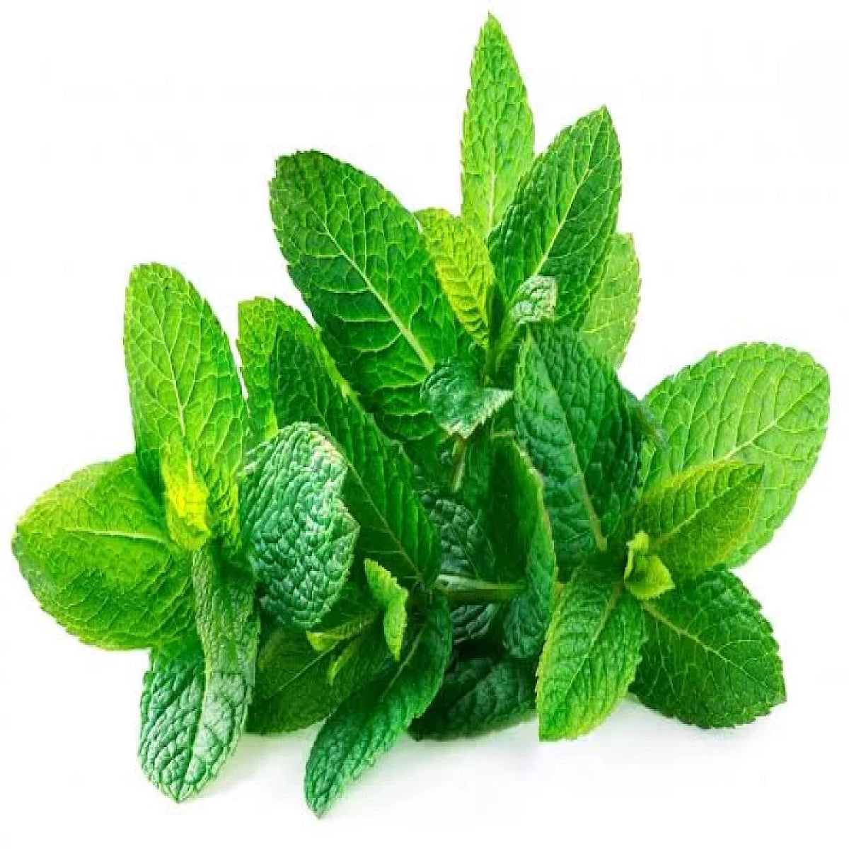 Fresh Mint Leaves Used for Acure Natural Mint Powder - Plant View | তাজা পুদিনা পাতা