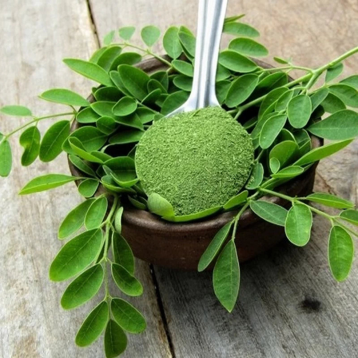 Acure Moringa Powder Spoonful with Moringa Plant Stem - Close up | সজিনা গুঁড়ার ক্লোজ-আপ দৃশ্য
