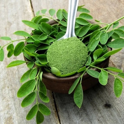 Acure Moringa Powder Spoonful with Moringa Plant Stem - Close up | সজিনা গুঁড়ার ক্লোজ-আপ দৃশ্য
