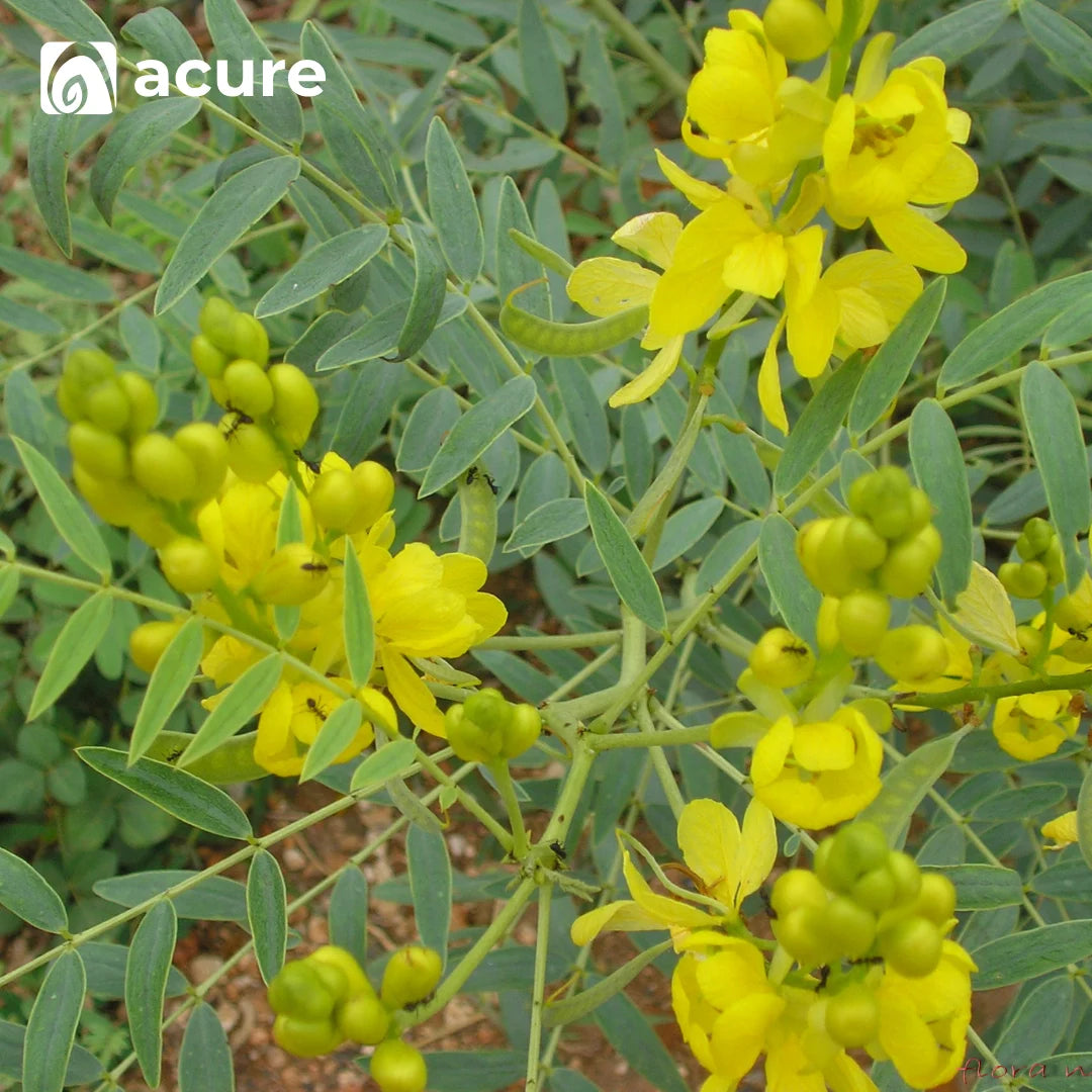 Fresh সোনাপাতা গাছ Senna Leaf Plant থেকে তৈরি - Acure Natural Powder BD