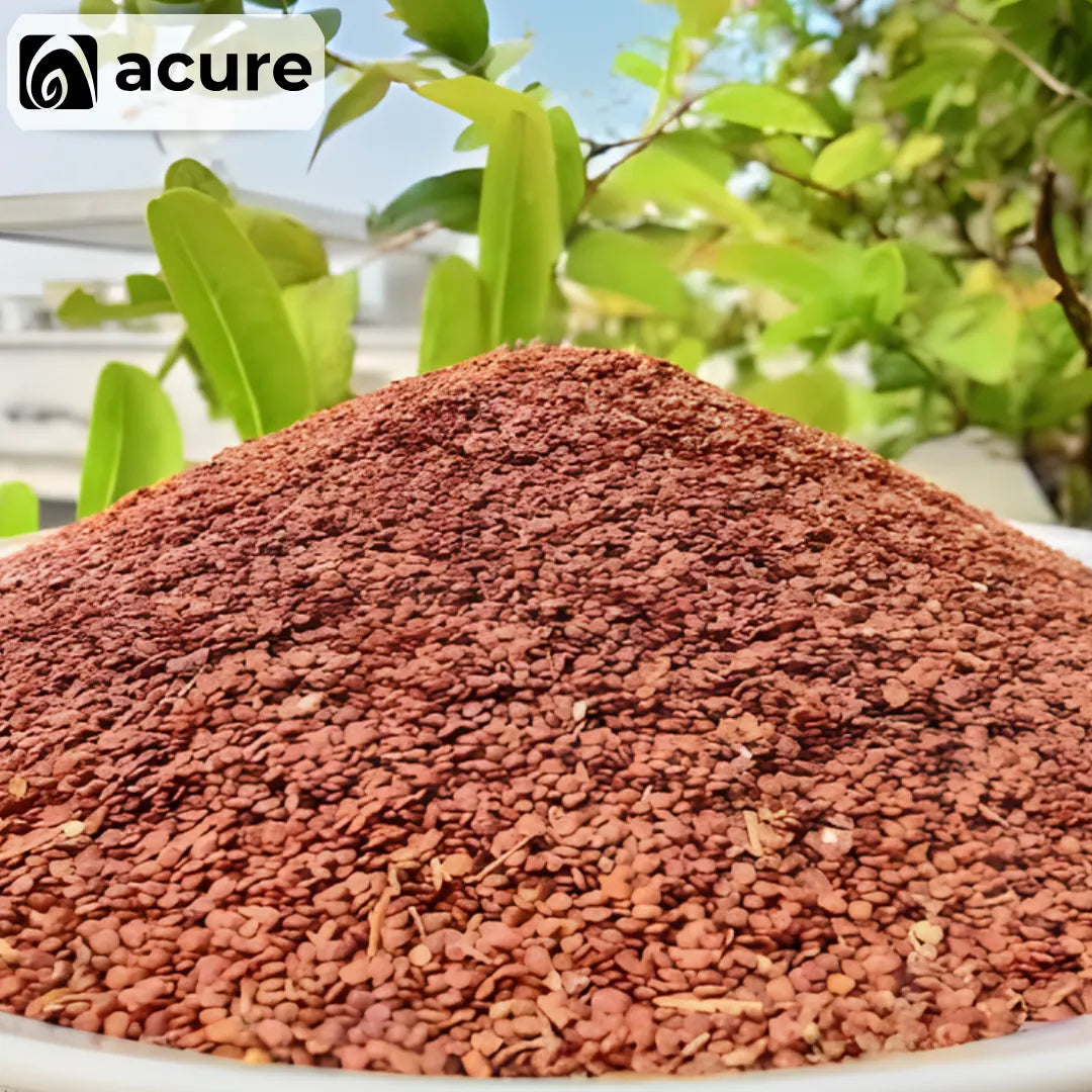 তালমাখনা দানা (Talmakhana dana) কিনুন - Acure থেকে Order করুন Online