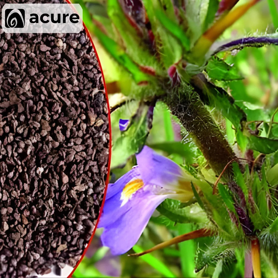 Organic তালমাখনা Plant থেকে তৈরি Herbal Powder - Acure Natural Health Product