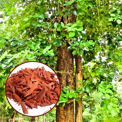 Fresh Red Sandalwood Tree with Wood Log Inset - Raktachandan Plant | লাল চন্দন গাছ ও কাঠ