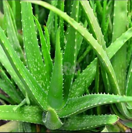 Fresh Green Aloe Vera Plant Growing Outdoors - Natural Medicinal Herb | তাজা ঘৃতকুমারী গাছ