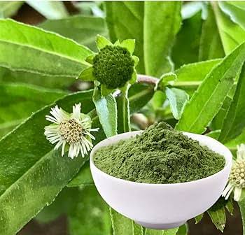 Bhringraj Herb Powder in White Bowl with Fresh Plant and Flowers - Ayurvedic Remedy | বাটিতে ভ্রিংরাজ গুঁড়া