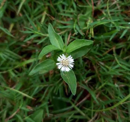 Fresh Wild Bhringraj Plant with White Flower Growing on Ground - Eclipta Prostrata | তাজা ভ্রিংরাজ গাছ