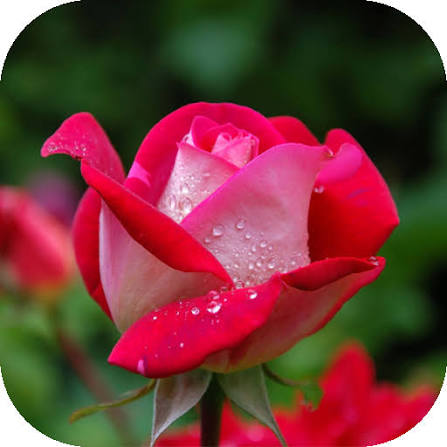 Fresh Blooming Red Rose Flower with Dew Drops in Garden - Rosa Plant | তাজা লাল গোলাপ ফুল