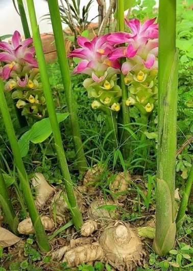 Fresh Wild Turmeric Kasturi Manjal Plant with Flowers Growing on Ground - Curcuma Aromatica | কস্তুরি হলুদ গাছ