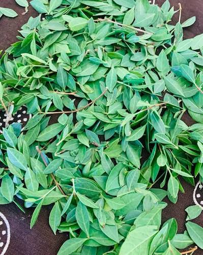 Fresh Green Henna Leaves Spreading Out - Lawsonia Inermis Plant | তাজা সবুজ মেহেদি পাতা