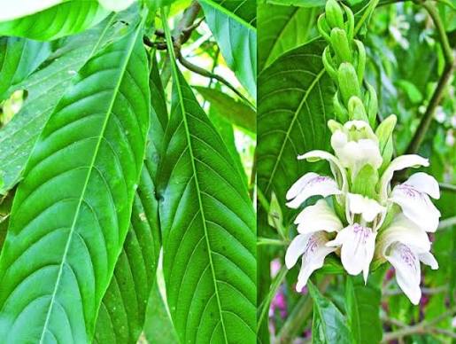 Fresh Green Basak Leaves and White Flowers - Adhatoda Vasica Plant | তাজা বাসক পাতা ও ফুল